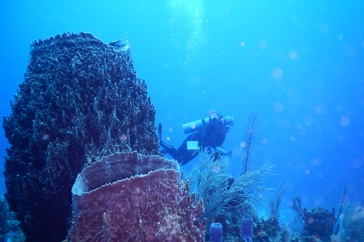 Underwater image of SCUBA diver and coral and sponges