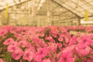 Research at the UNH Macfarlane Research Greenhouses