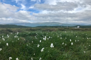 The Stordalen mire in Abisko, Sweden, a subarctic region where Assistant Professor Jessica Ernakovich has collected data on soil microbes in permafrost.
