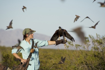  Laura Kloepper and her winged research assistant collect data on bat movement.