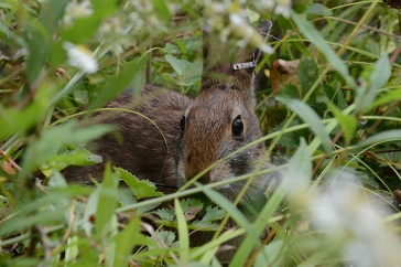 A photo of a new england cottontail hiding in its natural shrubland habitat