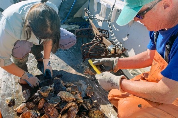 Ray Grizzle (right) works with a student on measuring oysters