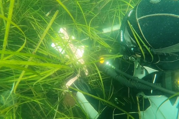 An image of a diver in eelgrass measuring the canopy height of the eelgrass.