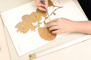Two hands work on mounting a specimen at the Hodgedon Herbarium at UNH.