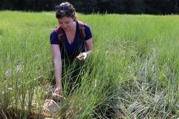 Marine biology doctoral student student Marjorie Mednikova adds mussels to a sediment thin-layer placement plot in the low marsh near Jackson Estuarine Lab.