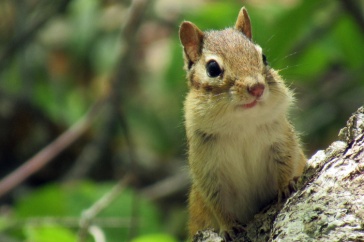A photo of a chipmunk poised on a log in a forest. Chipmunks help disperse fungal spores.