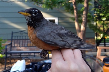 An American robin perched on a hand in an urban landscape, a house and a bench in the background.