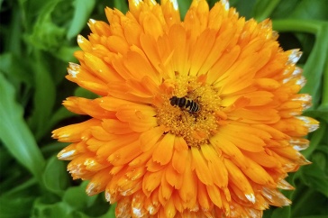 A syrphid hover fly on an orange calendula flower.