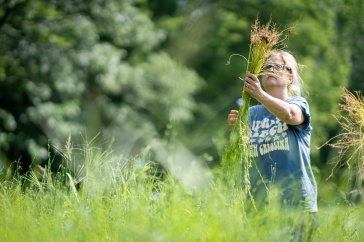 Woman in blue shirt stands in field of flax, holding harvested plants