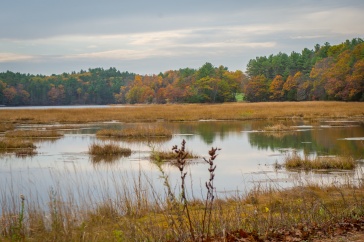 A scenic shot of Great Bay marshes with autumn foliage in the background.
