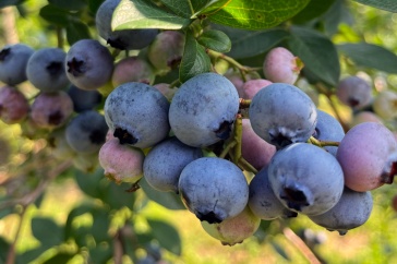 A cluster of blueberries taken at the blueberry orchard at the Woodman Horticultural Research Farm.