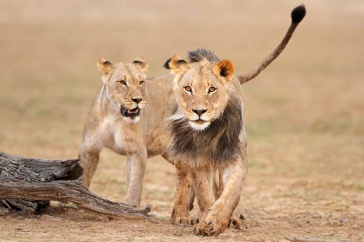 Two lion cubs walk across a field in Africa.