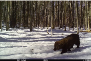 A young fisher walks across a snowy opening in the forest. 