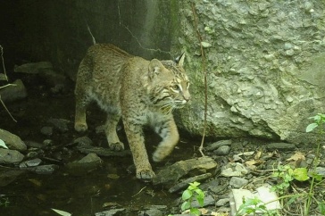 A bobcat emerges from a culvert after crossing under a road.