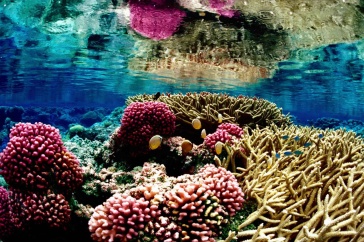 Colorful underwater coral reef.
