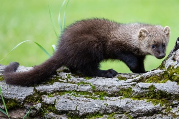 Adult fisher 