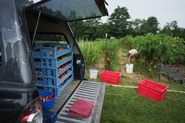 Local produce harvest