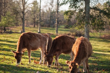 Jersey cows graze at UNH's Organic Dairy Research Farm