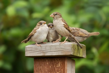House sparrows may carry harmful bacteria on dairy farms