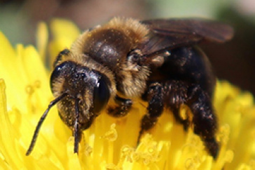 Andrena vicinia bee pollinating a yellow flower