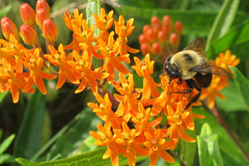 Bee in wildflower meadow