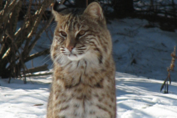 Bobcat in winter.