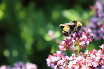 Bombus terricola bee
