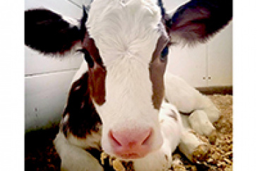 Calf at UNH Fairchild Dairy and Teaching Research Center