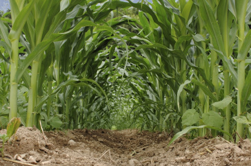 interrow of corn