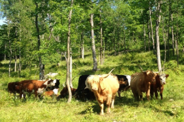 Cows in pasture