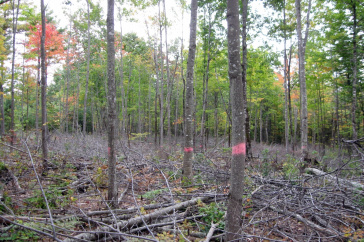 trees in the forest thinning due to carbon storage