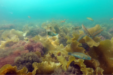 Cunner fish still visible while looking for refuge in kelp in the Isles of Shoals