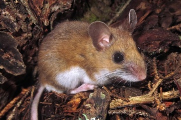 Deer mouse