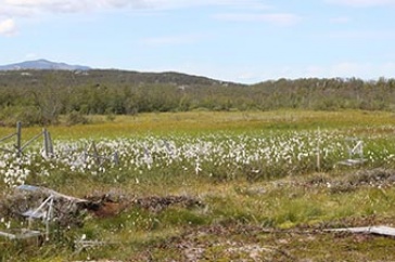 Fens in the Arctic Circle