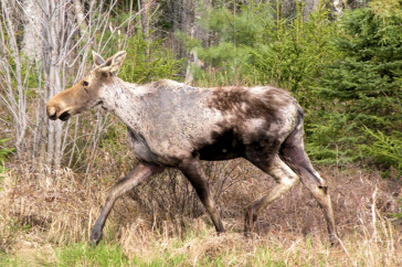 "Ghost moose" illustrates adult moose with typical hair loss associated with winter ticks.