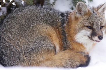 Gray fox