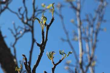 Buds in spring in NH