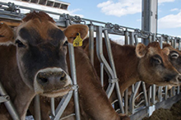 Jersey cows at the Organic Dairy Research Farm eat grain at a feeding station. 