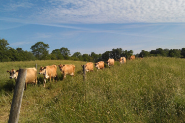 Lactating herd of cows walking to pasture.