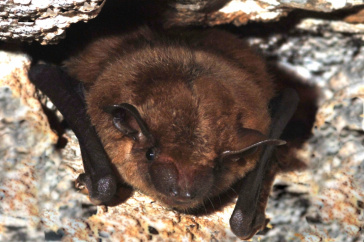 Little brown bat