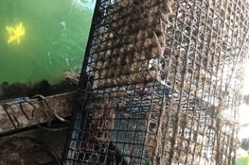 lobster cage
