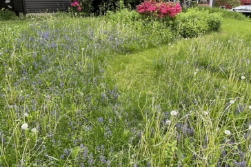 Close up of a lawn that hasn't been mowed in a long time