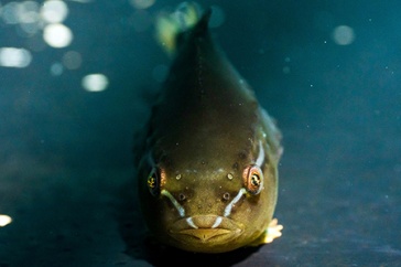 Fish