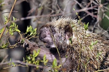 Porcupine