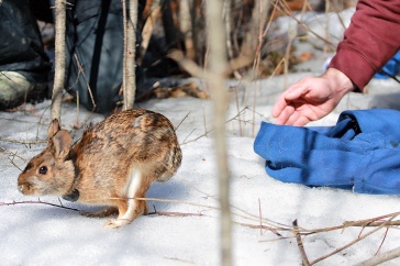 New England Cottontail