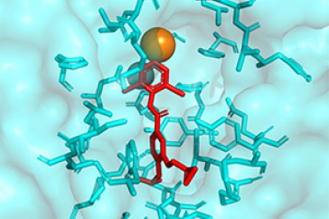 A PDE inhibitor bound to PDE4.