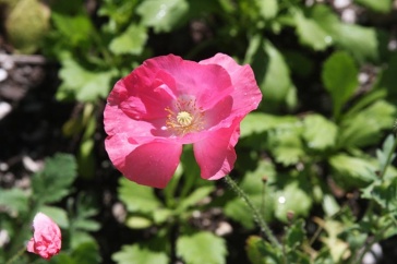 Poppy at Prescott Park