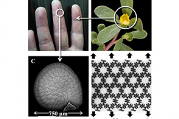 Seed coat images