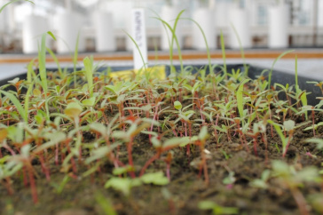photo of seedbank at UNH