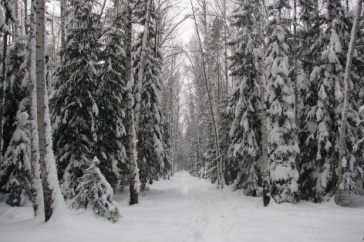 Snowy trail